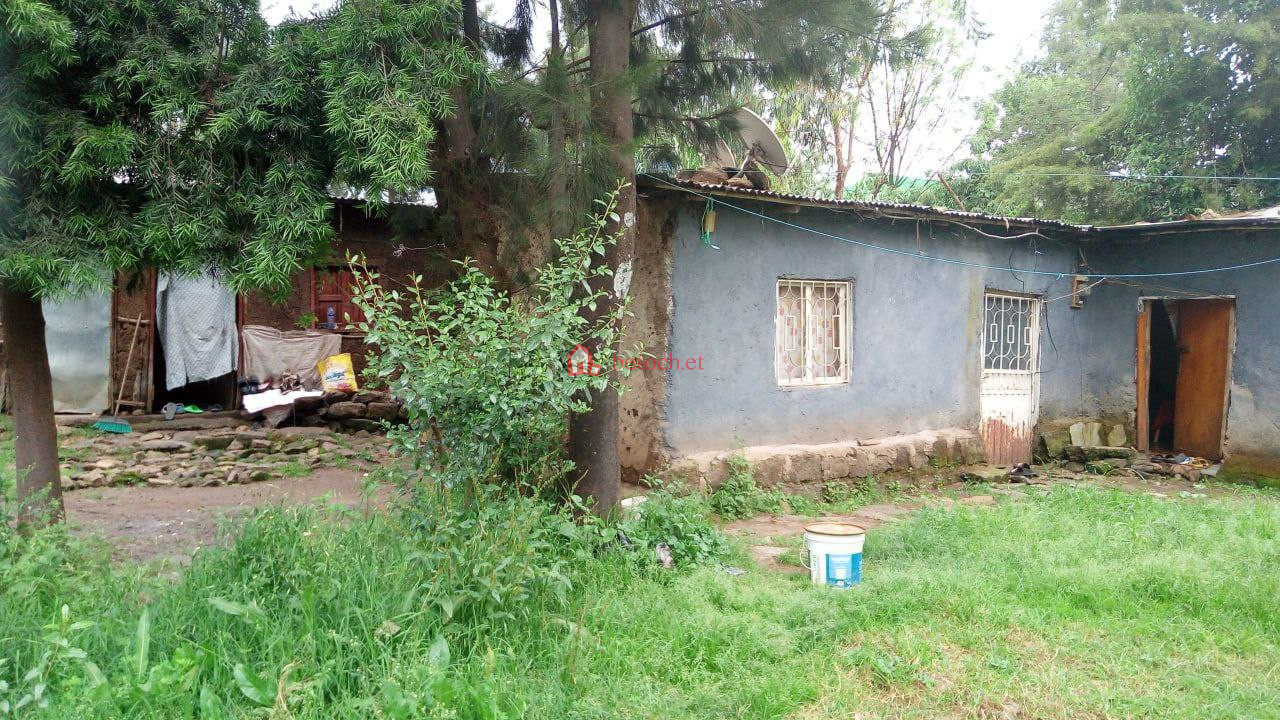30.Gurid sholla 1200 m² open plot space land (For Residence or Apartment )