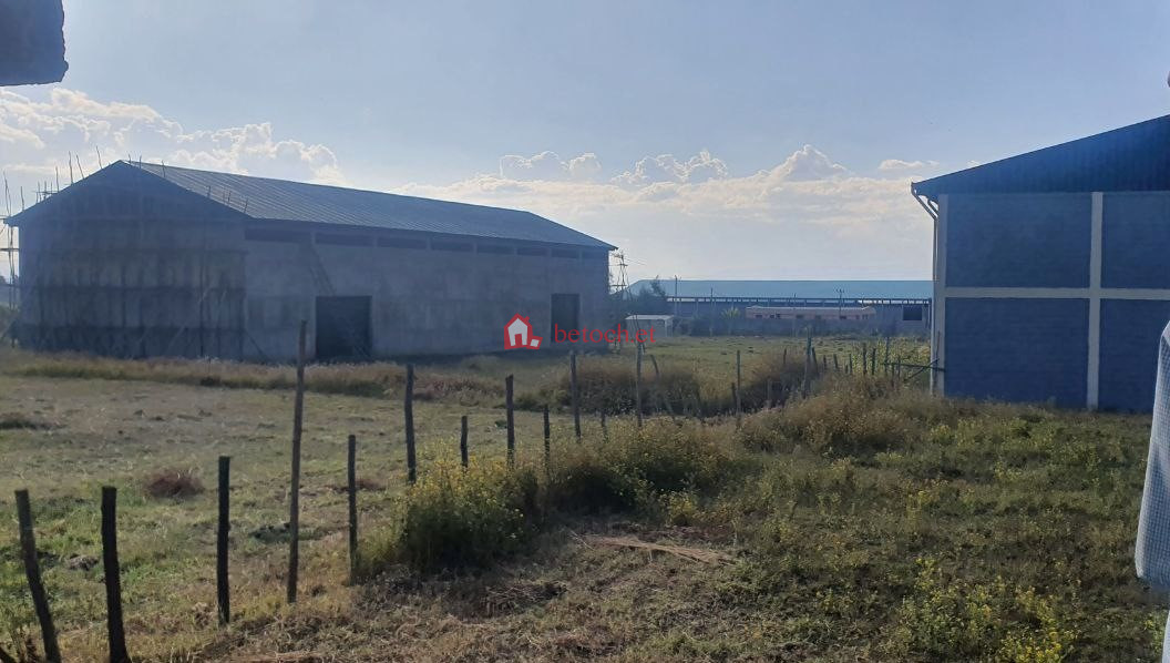 2.Gojam Mota 10000 m² Edible oil factory 126 quintal process