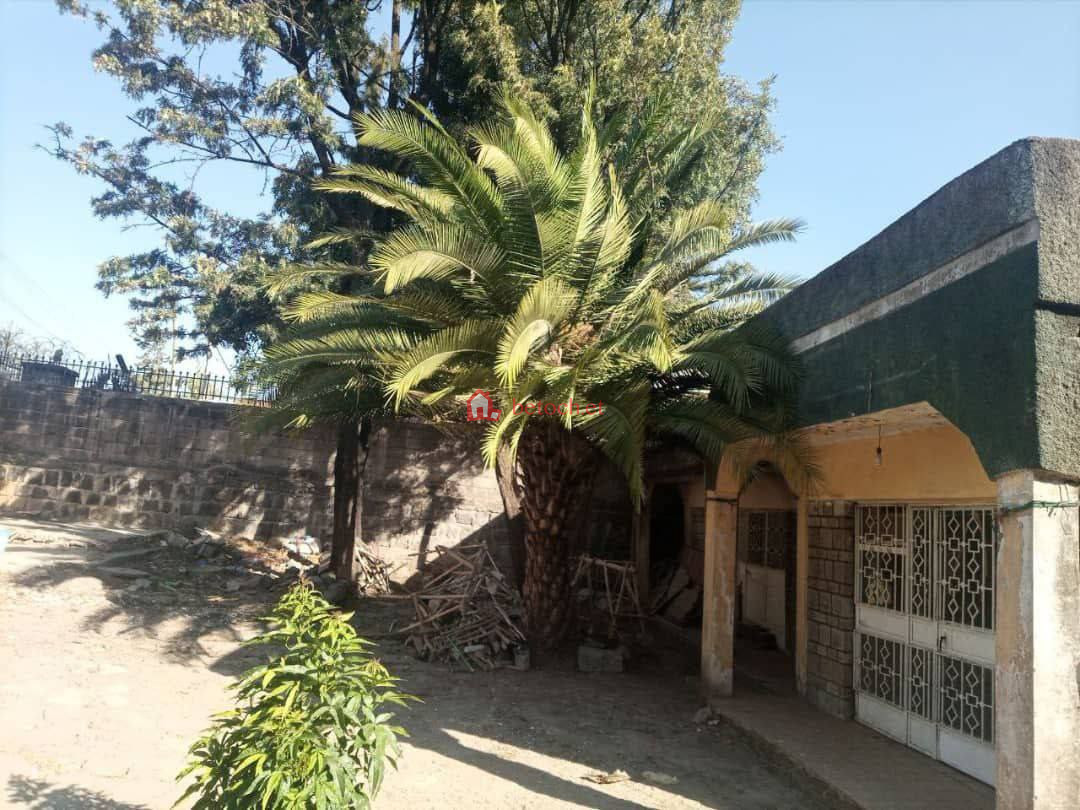 99.Megenagna AMCE 500 m² an old L-shape House (For residence or Apartment construction)